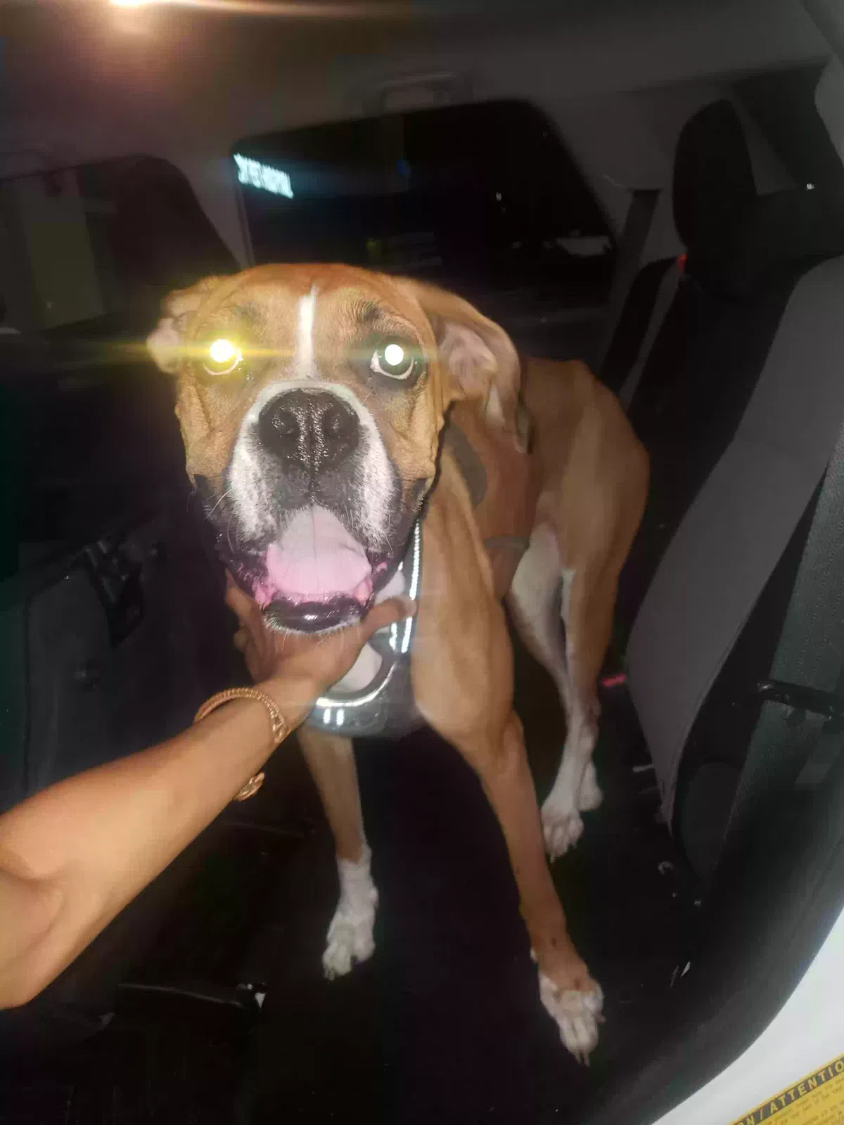 Found dog in Tomball, TX, 77375