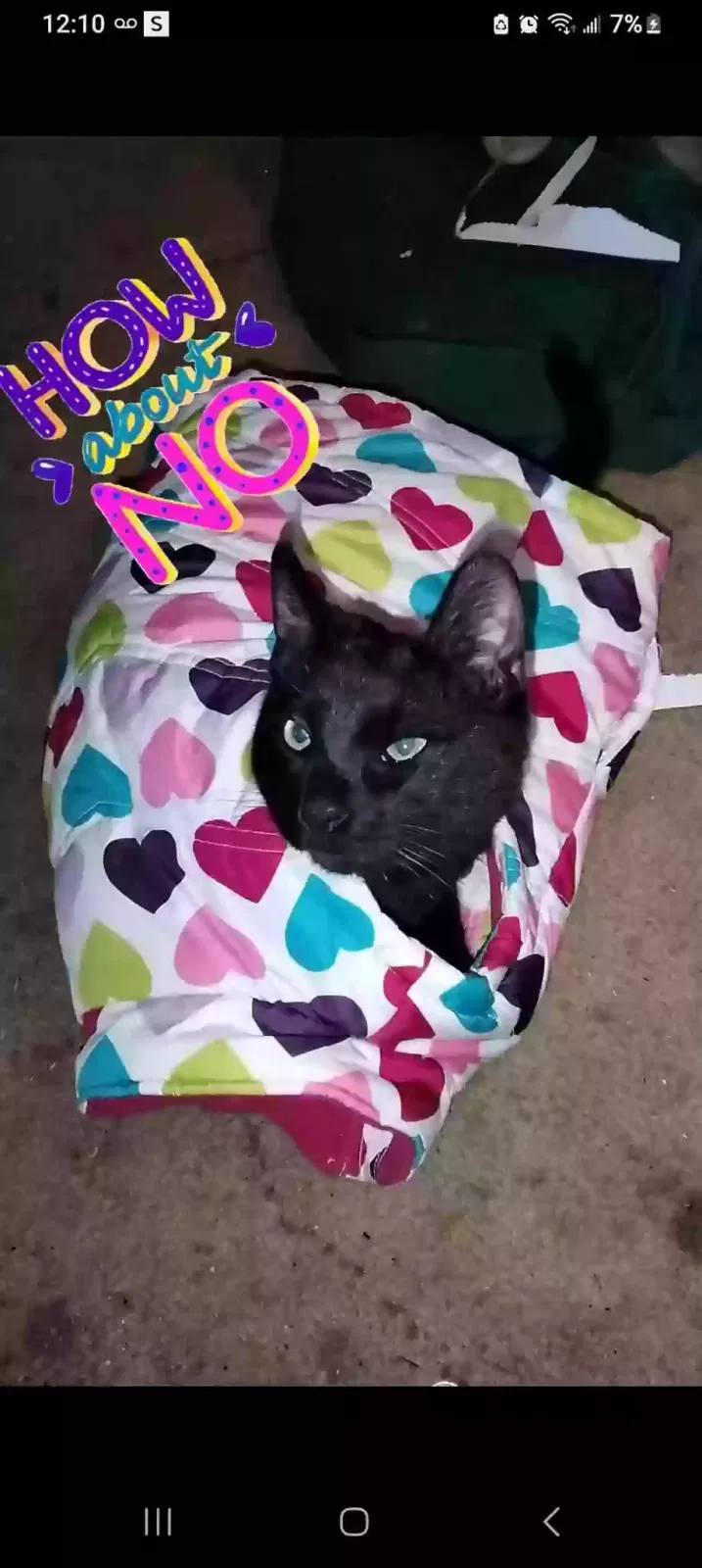 Lost cat in Abilene, TX, 79606