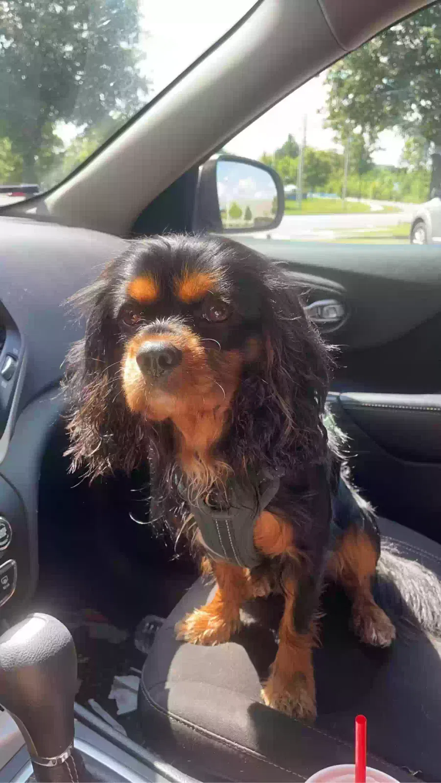 Lost dog in Hensley, AR, 72065