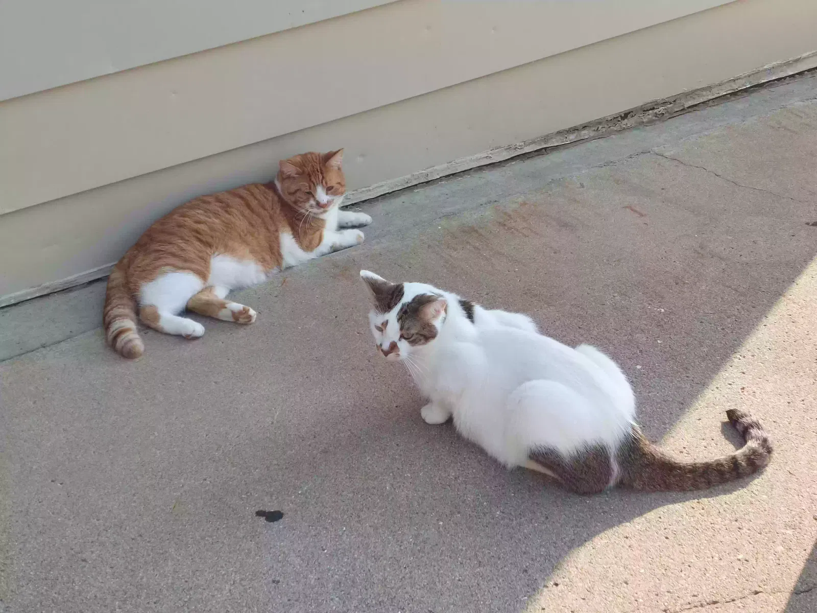Found cat in Leo, IN, 46765