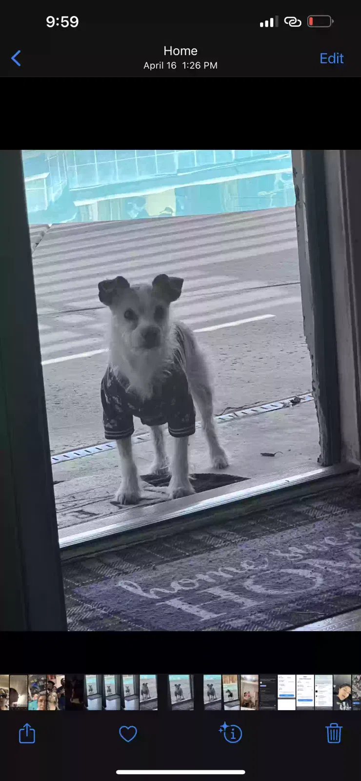 Lost dog in Bakersfield, CA, 93304