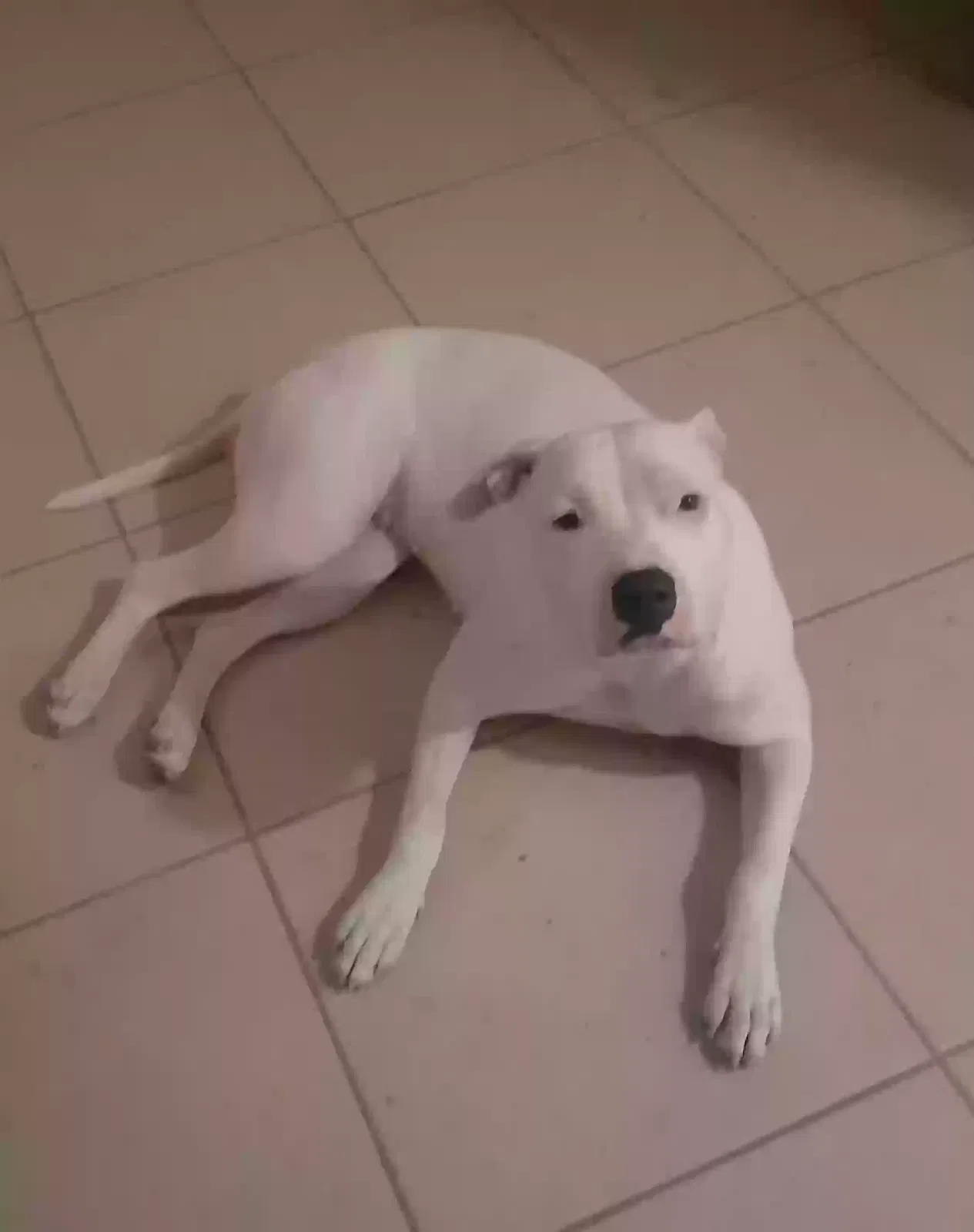 Lost dog in La Quinta, CA, 92253