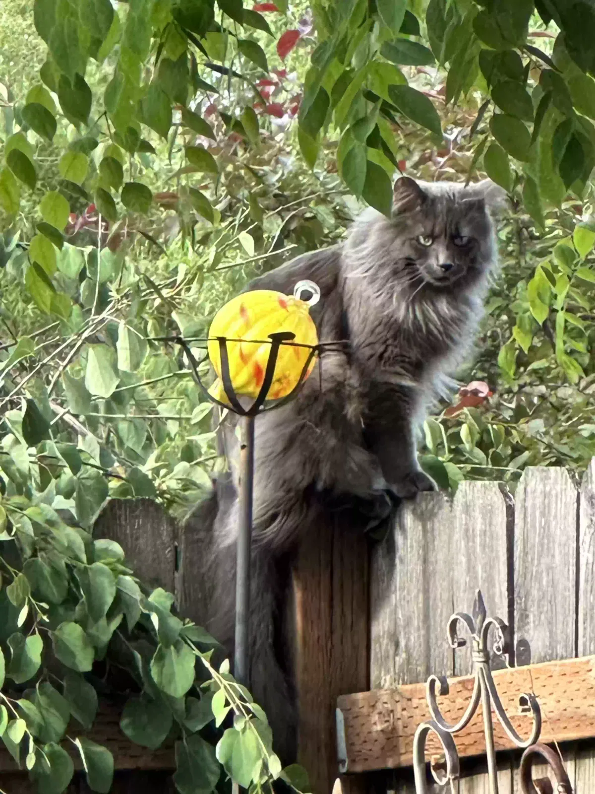 Lost cat in Camas, WA, 98607