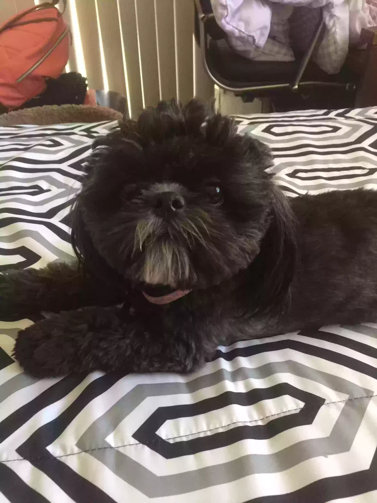 Lost dog in Albuquerque, NM, 87108