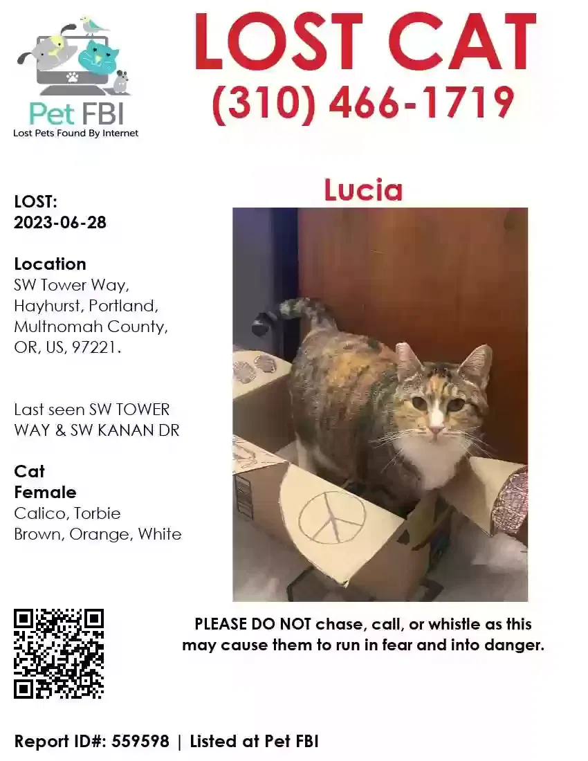 Lost cat in Portland, OR, 97222