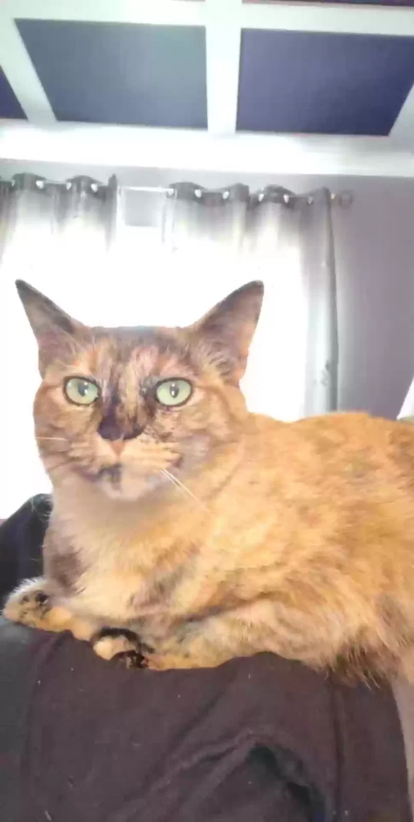 Lost cat in Winston Salem, NC, 27107