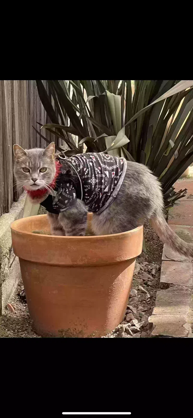 Lost cat in Manhattan Beach, CA, 90266