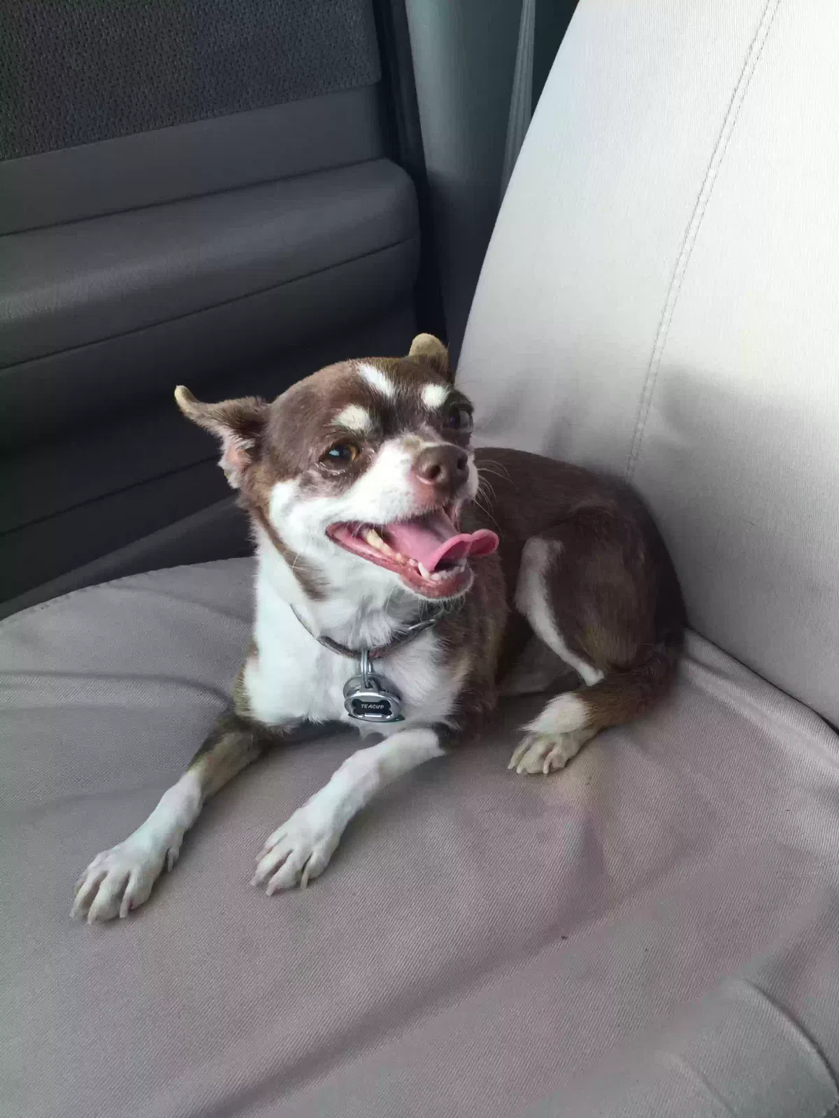 Lost dog in Las Vegas, NV, 89135