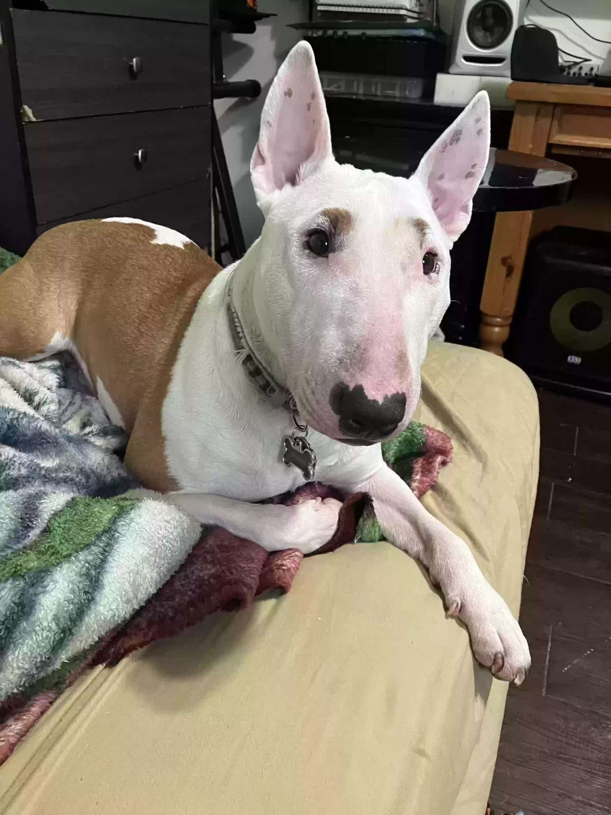 Lost dog in Los Angeles, CA, 90005