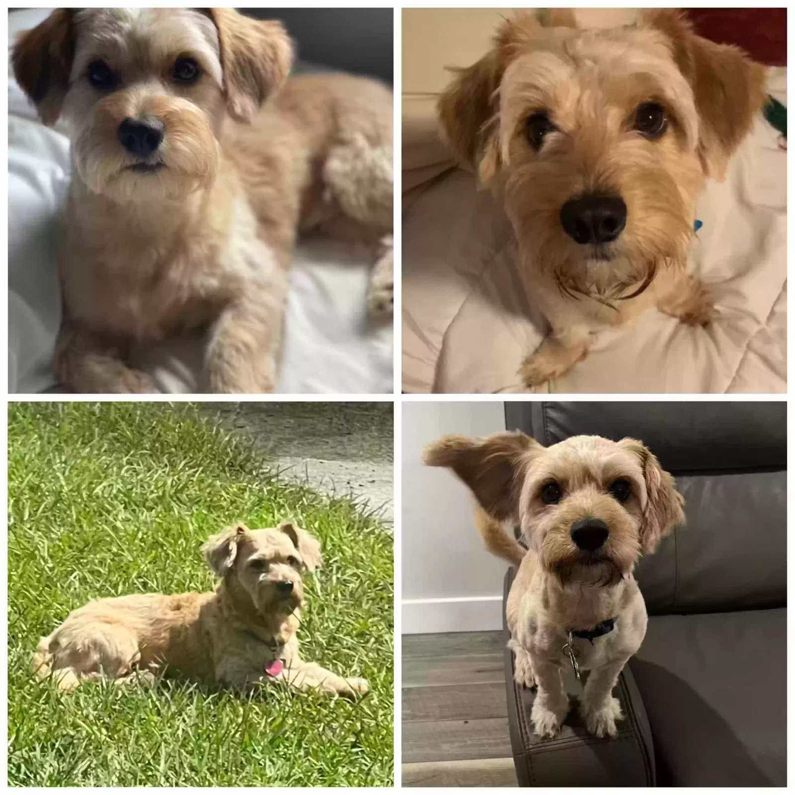 Lost dog in Fort Pierce, FL, 34982