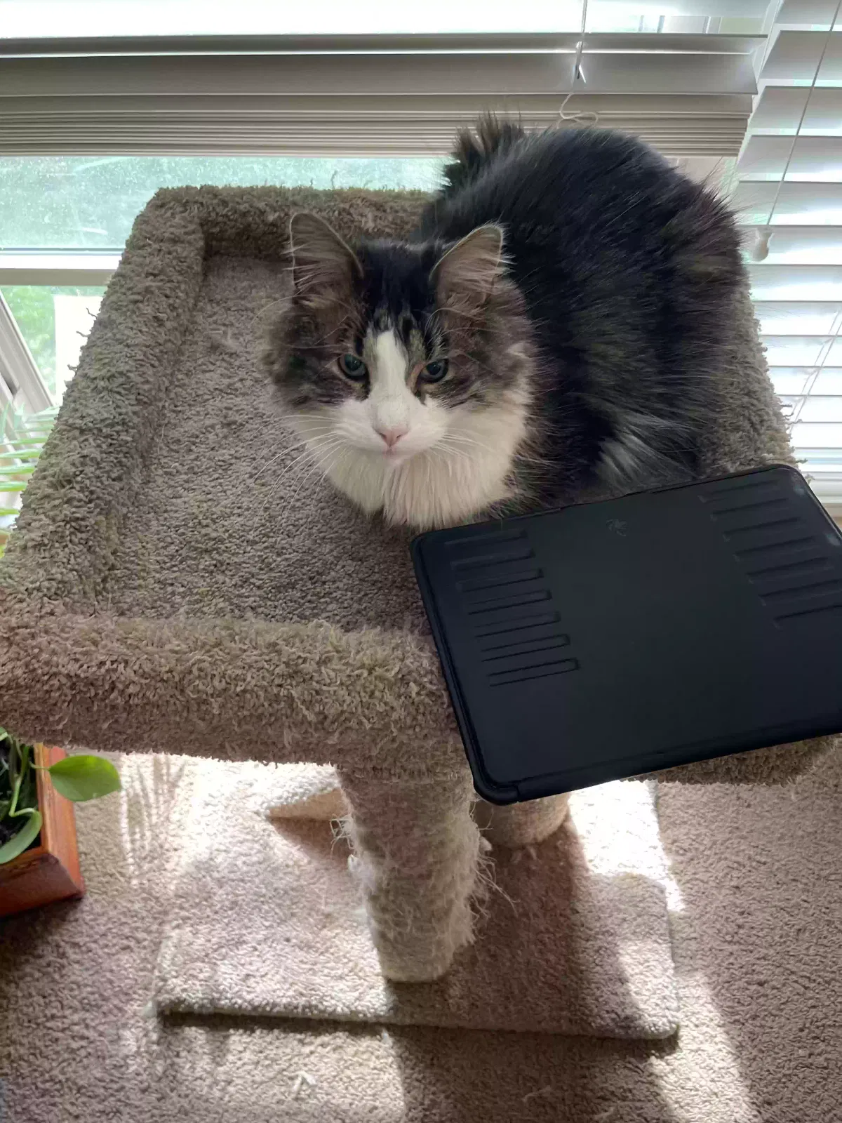 Lost cat in Layton, UT, 84040