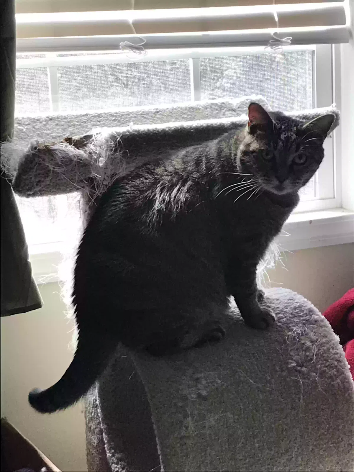 Lost cat in Lexington, SC, 29073