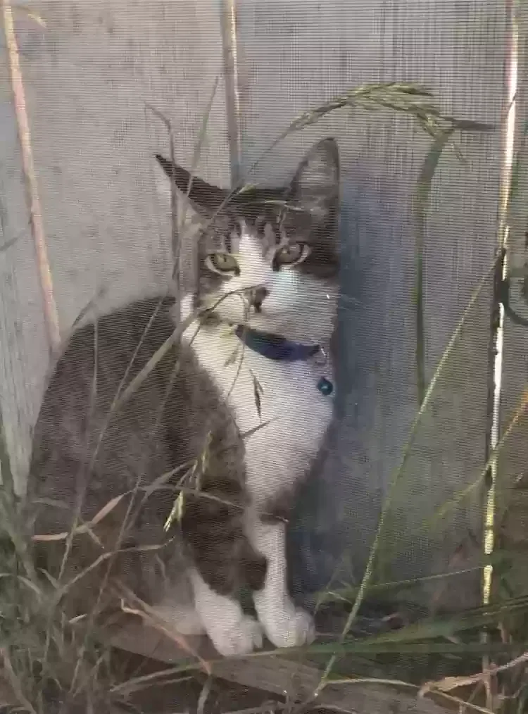 Lost cat in San Jose, CA, 95136