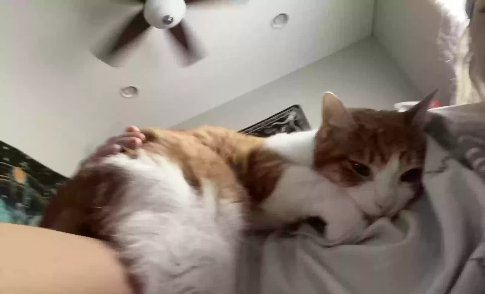 Lost cat in Mesa, AZ, 85207