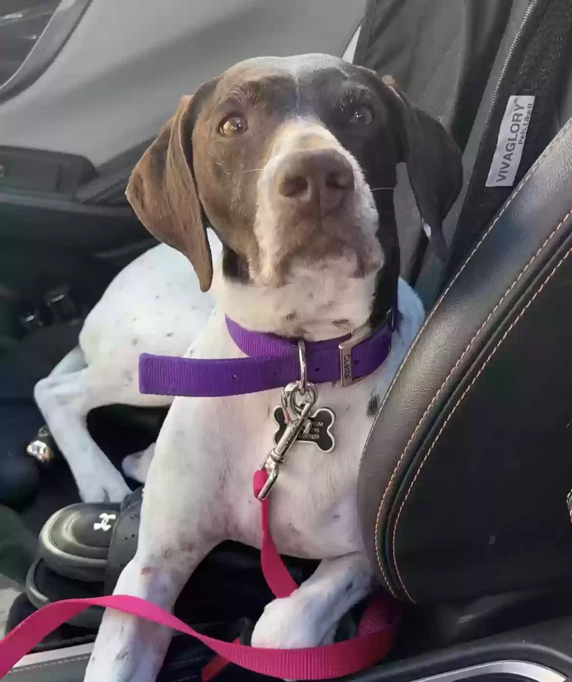 Lost dog in Mesa, AZ, 85207