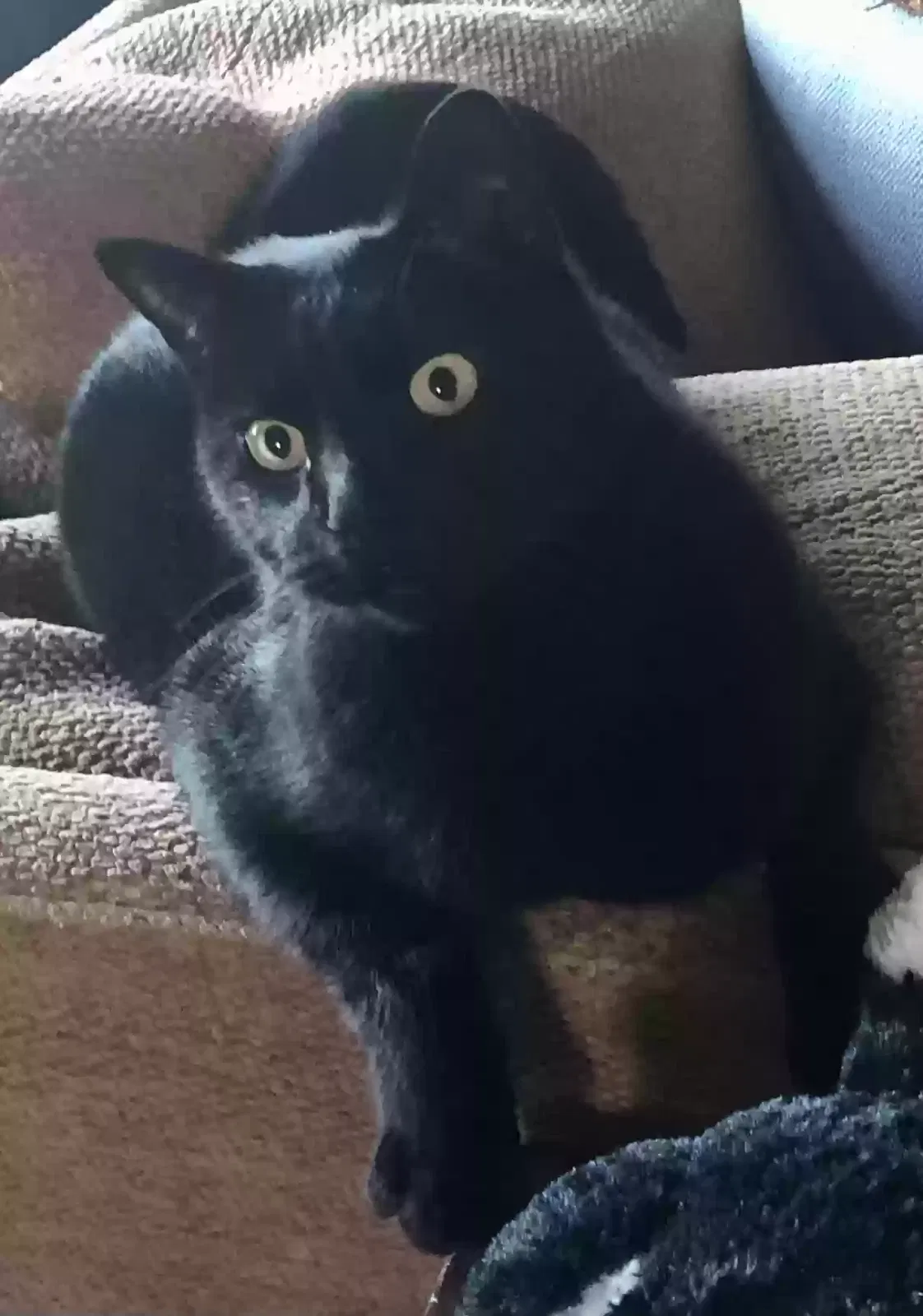 Lost cat in Palos Verdes Peninsula, CA, 90274