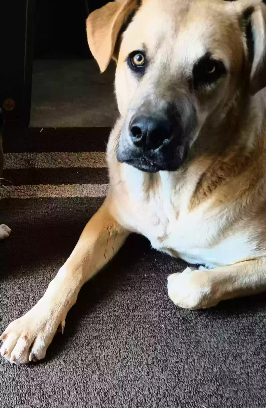 Lost dog in Las Cruces, NM, 88012