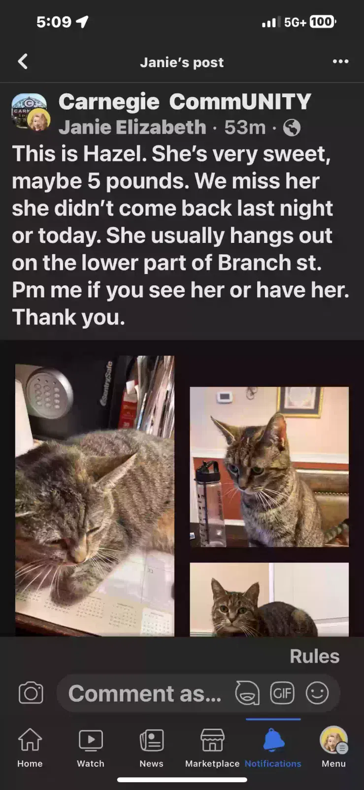 Lost cat in Carnegie, PA, 15106