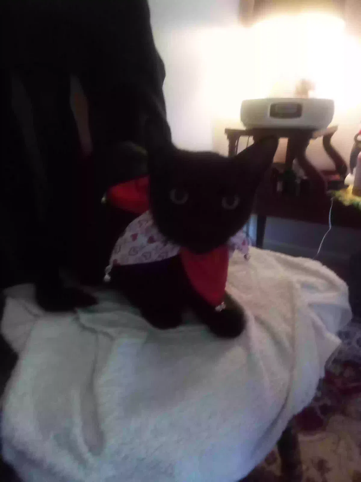 Lost cat in Titusville, FL, 32780