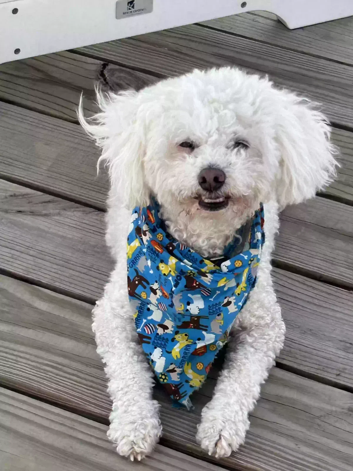 Lost dog in San Antonio, TX, 78214