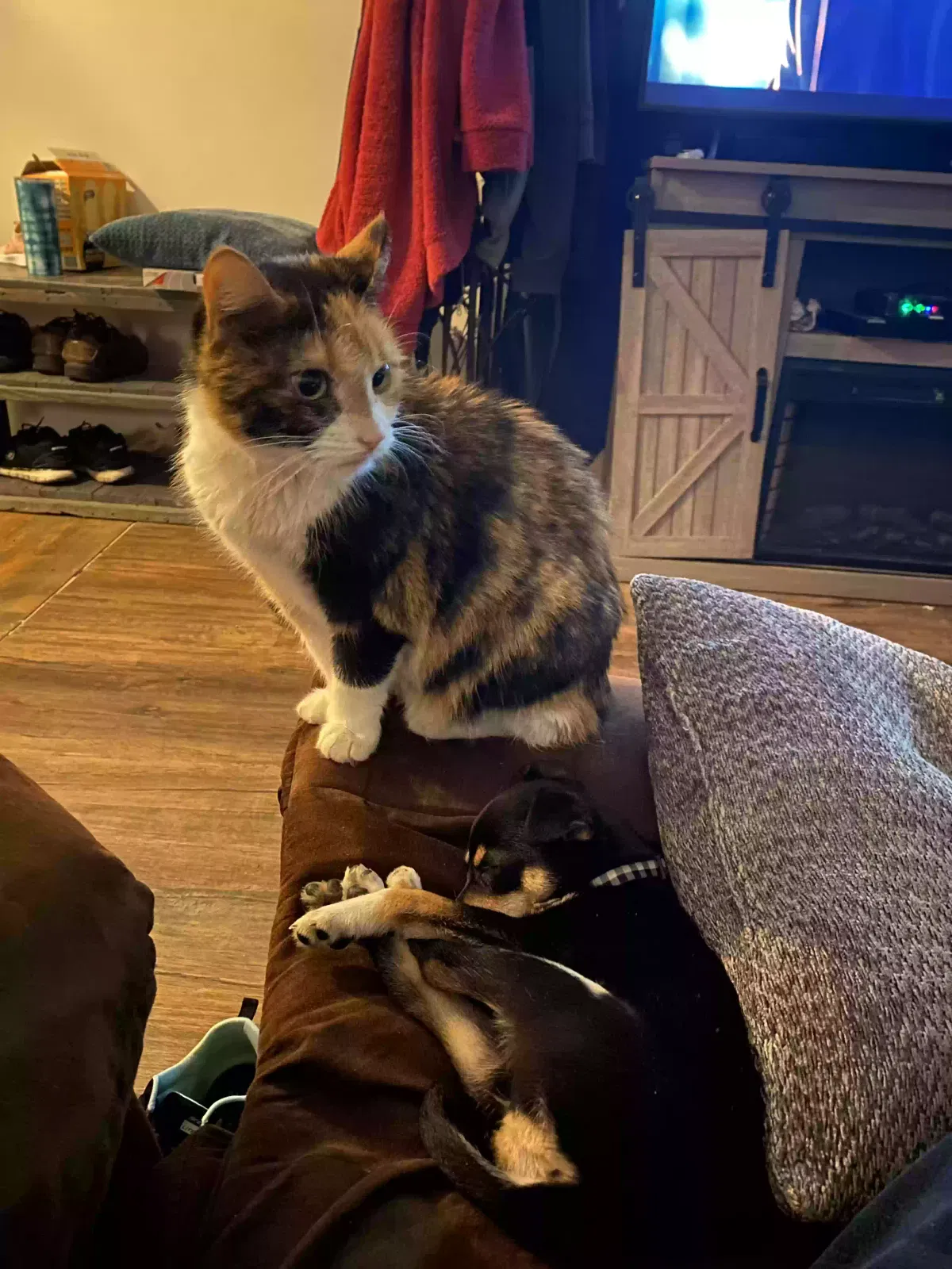 Lost cat in Painesville, OH, 44077