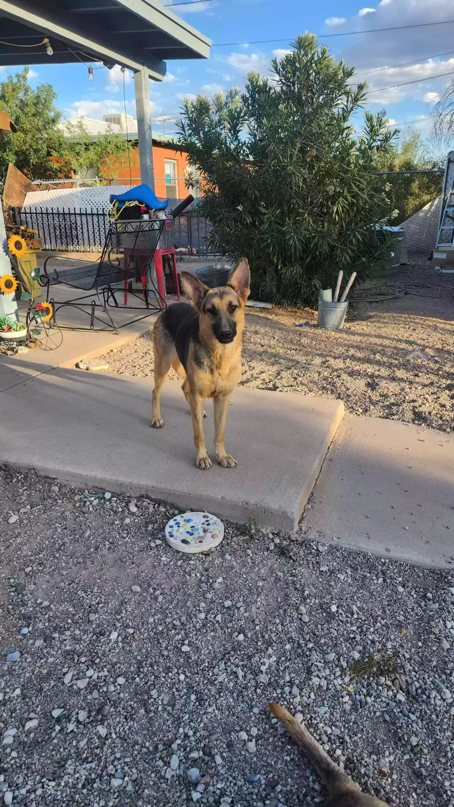Found dog in Tucson, AZ, 85706