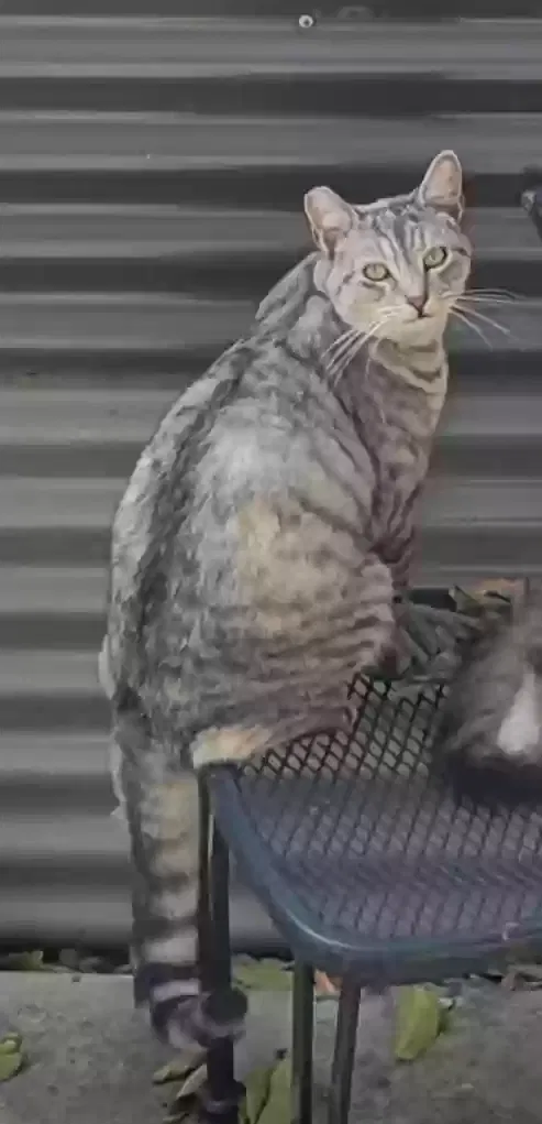 Lost cat in Berkeley, CA, 94703