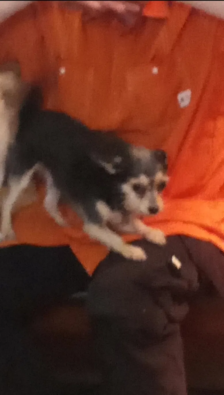Lost dog in Sacramento, CA, 95826