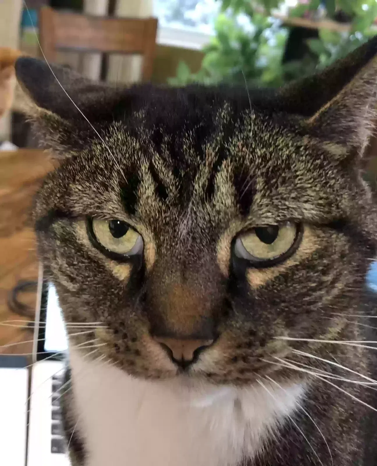 Lost cat in North Oxford, MA, 1537