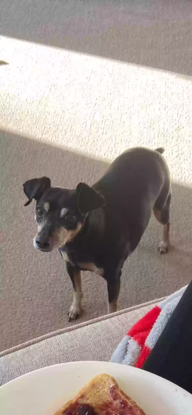 Lost dog in Lenoir City, TN, 37772