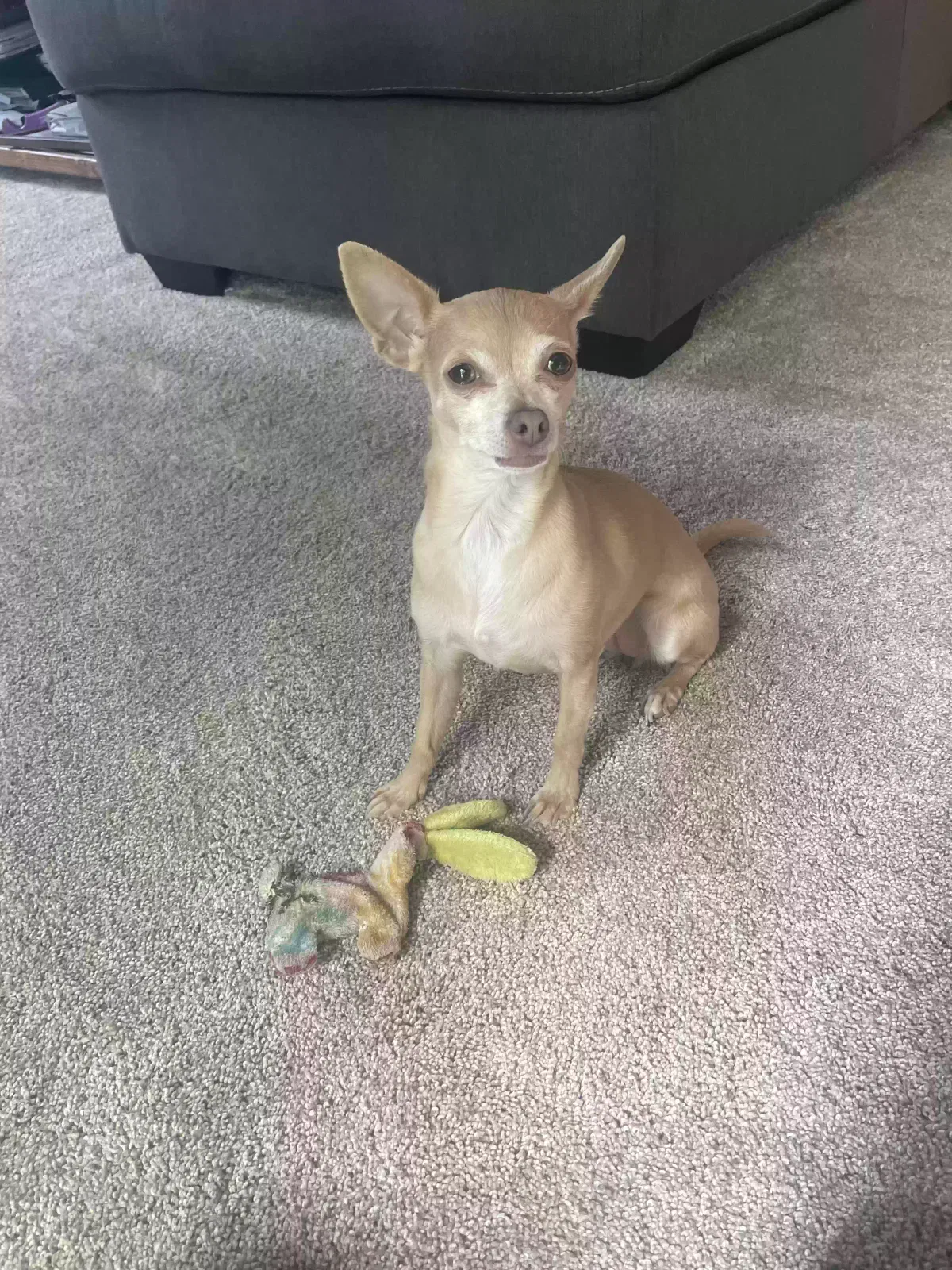 Lost dog in Shakopee, MN, 55379