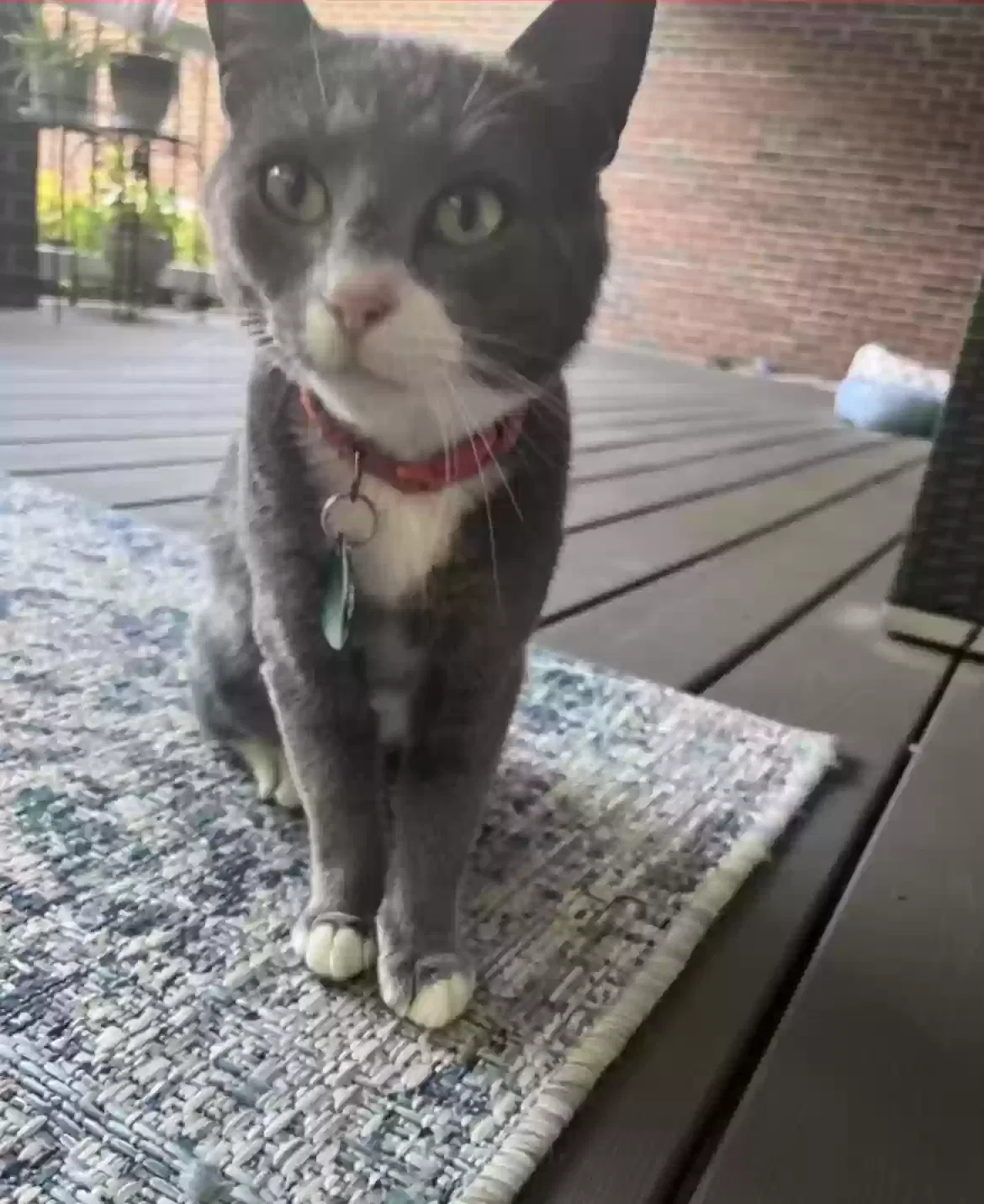 Lost cat in Claremont, NC, 28610