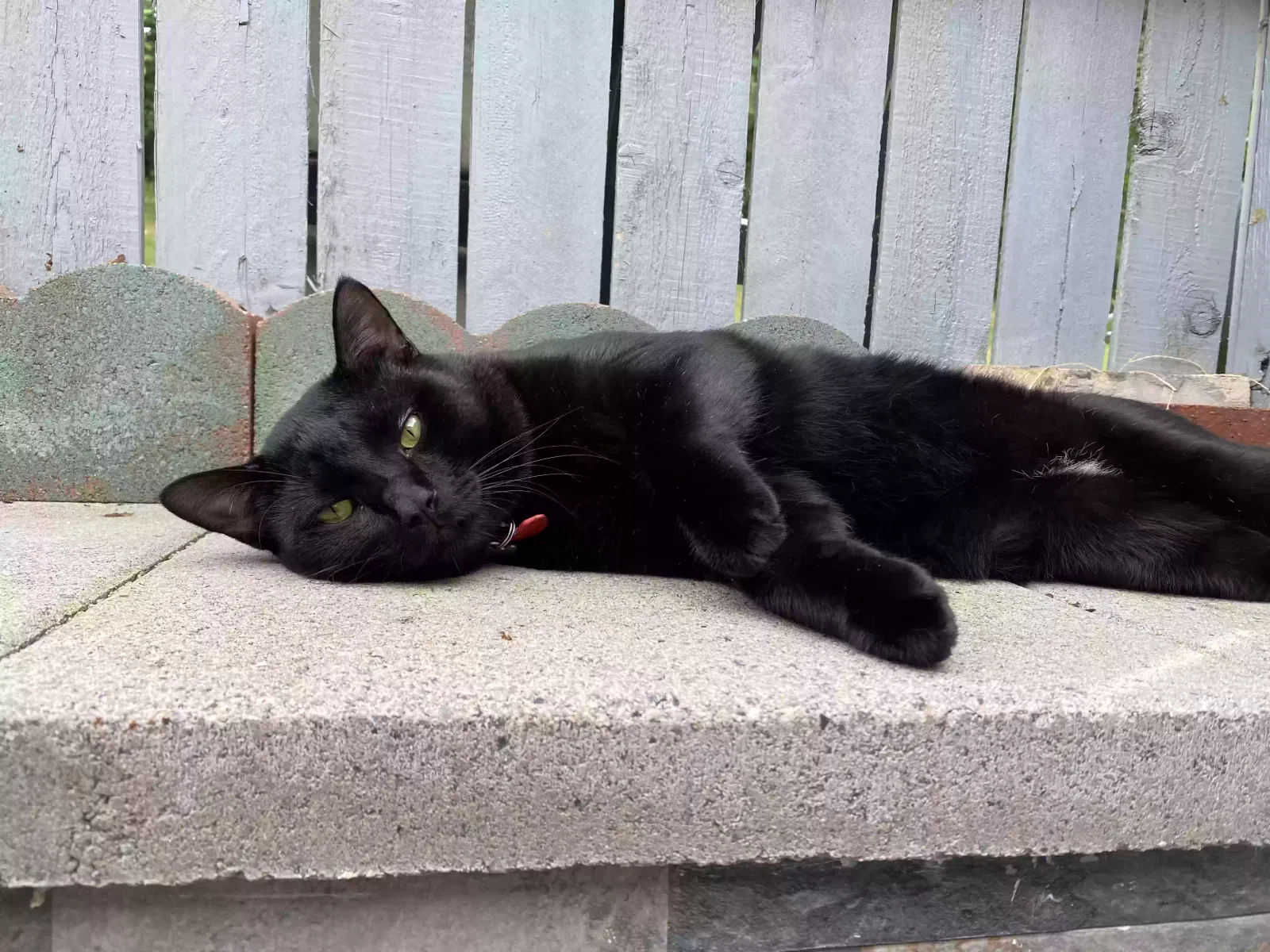 Lost cat in Montgomery Village, MD, 20886