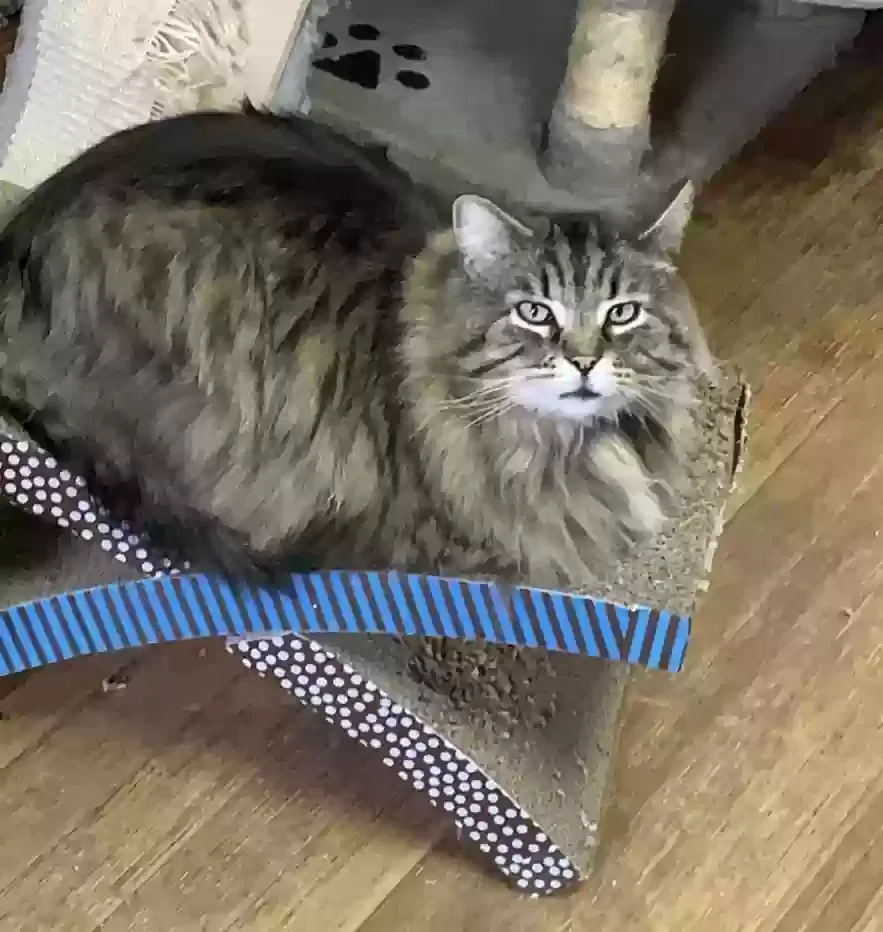 Lost cat in Brooklyn, IA, 52211