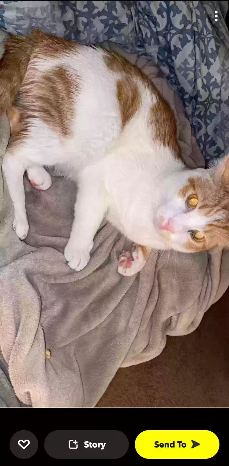 Lost cat in Bowling Green, KY, 42103