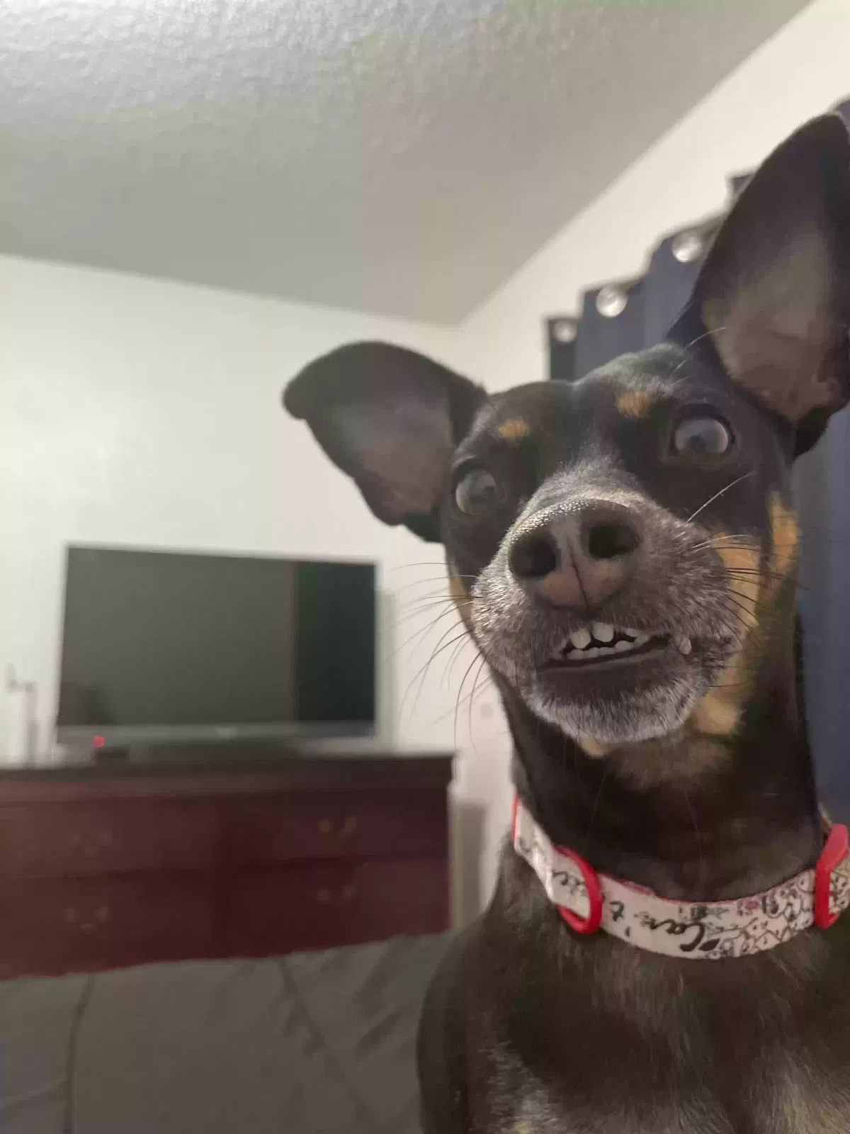Lost dog in Victorville, CA, 92395
