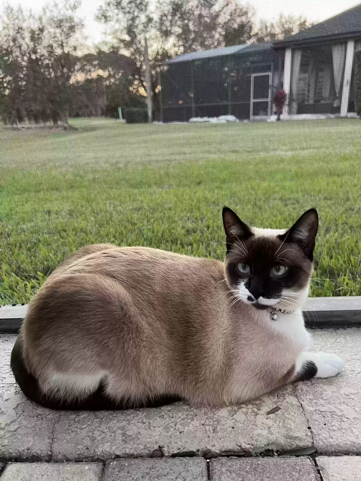 Lost cat in Kissimmee, FL, 34744