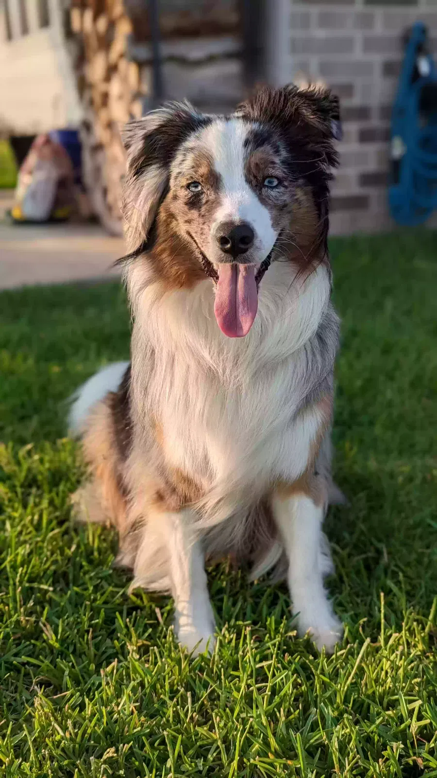 Lost dog in Richmond, TX, 77406