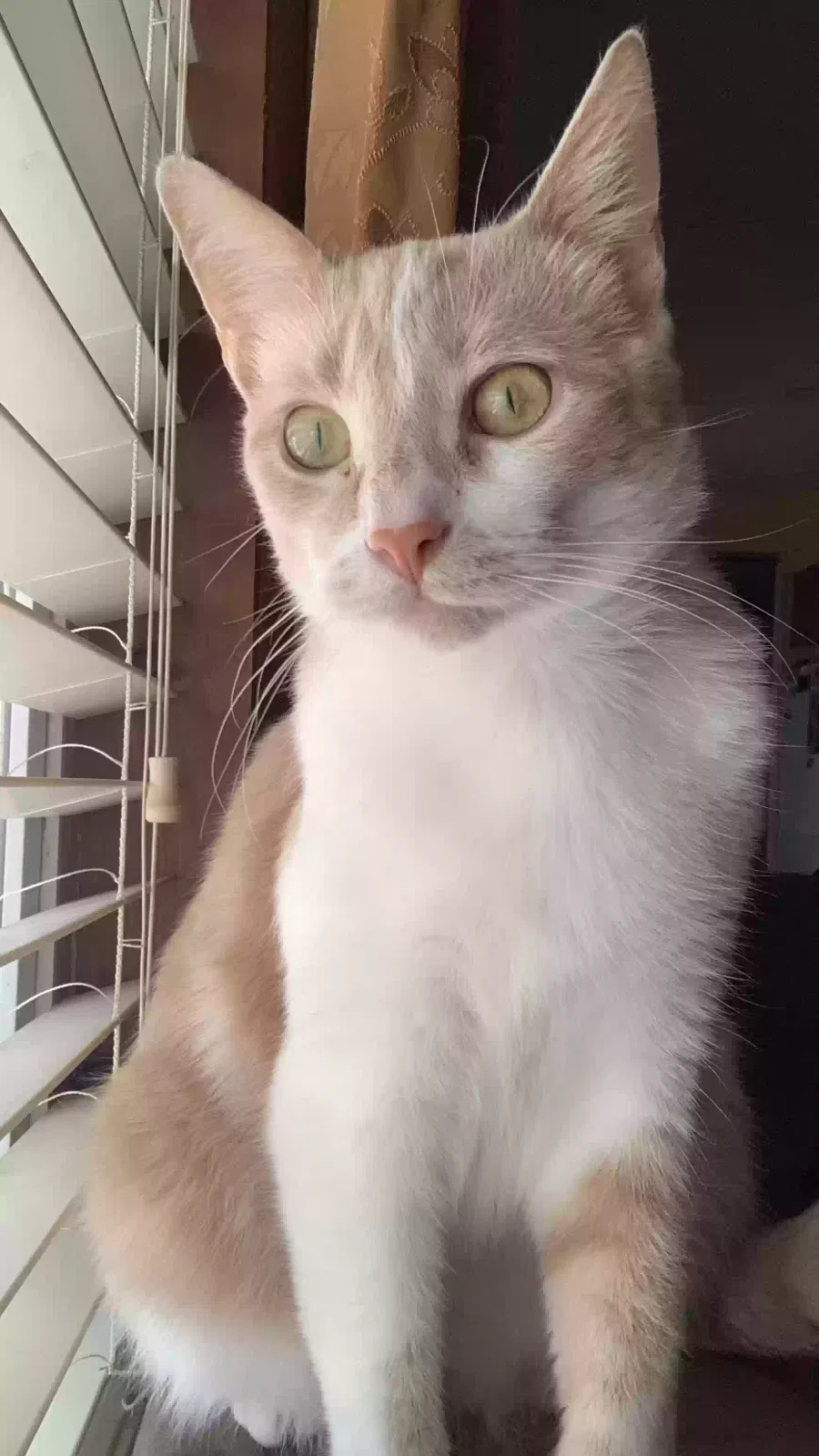 Lost cat in Ann Arbor, MI, 48103