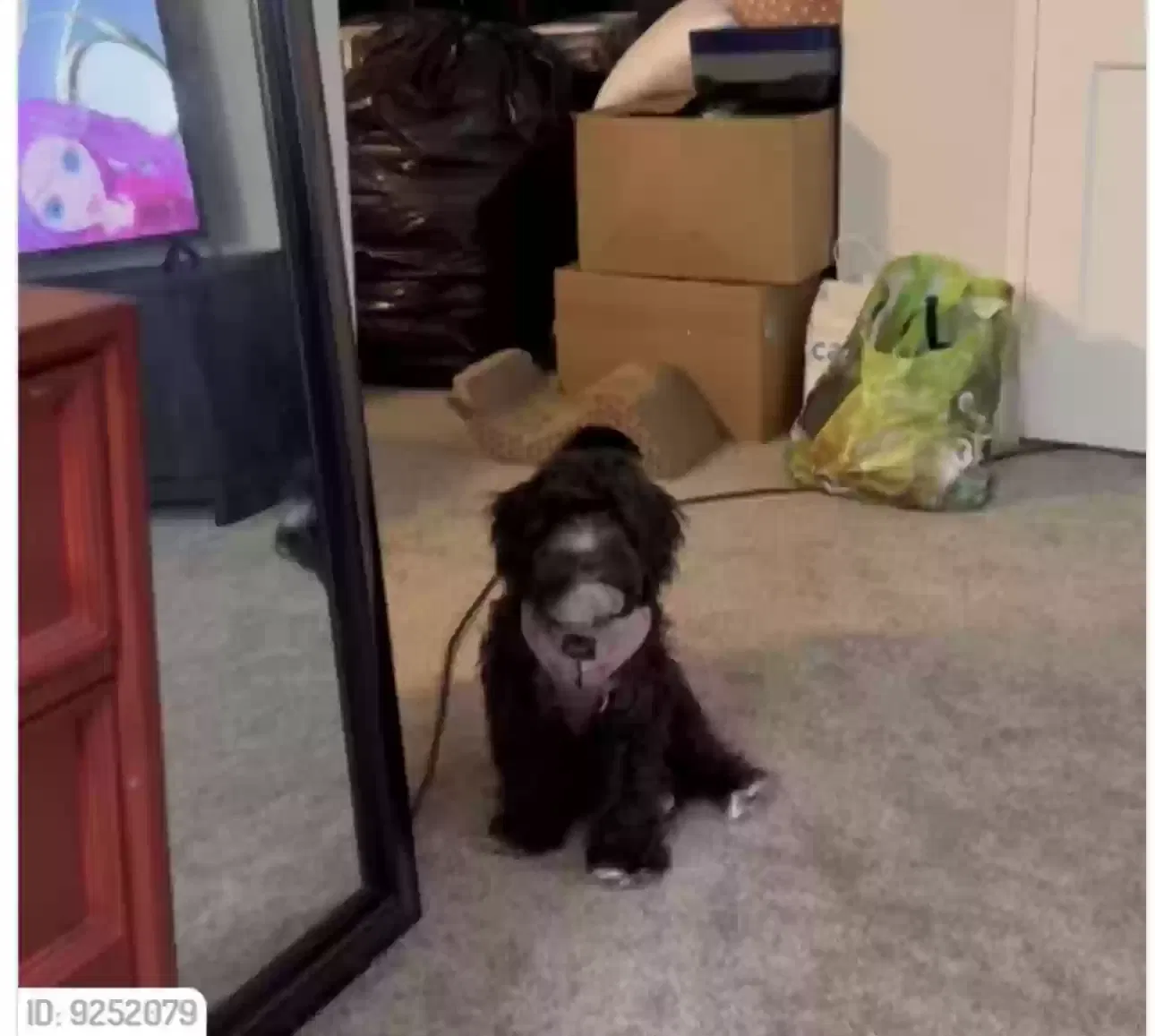 Lost dog in New Castle, DE, 19720