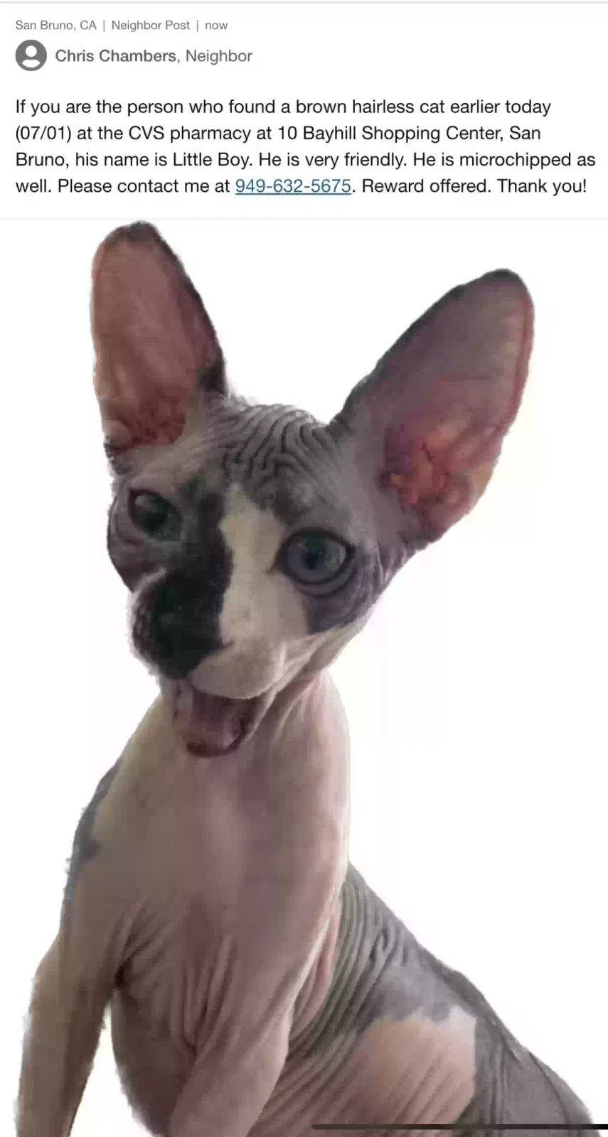 Lost cat in San Bruno, CA, 94066