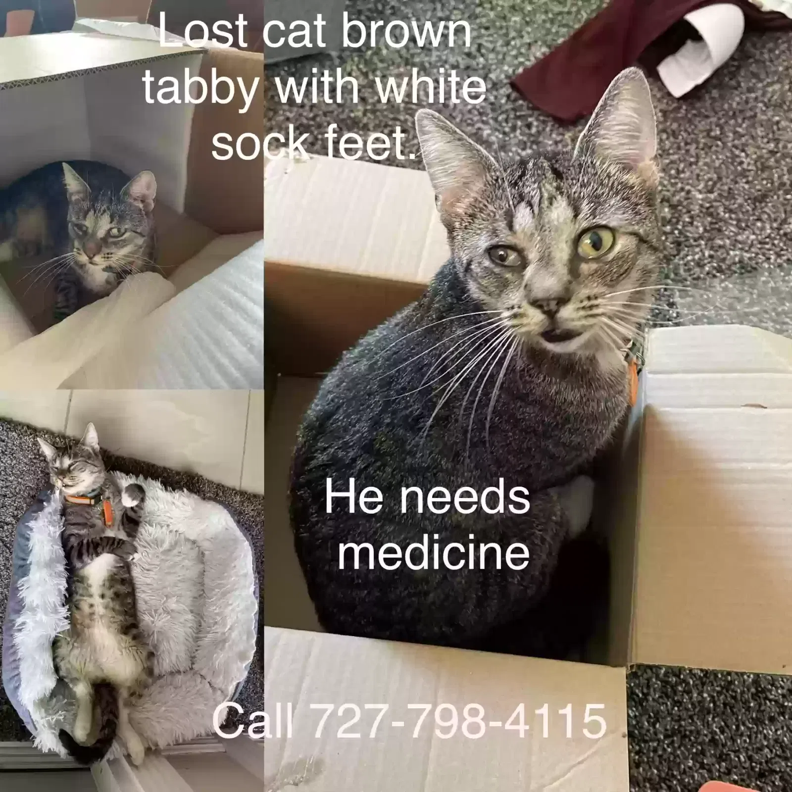 Lost cat in Palm Harbor, FL, 34684