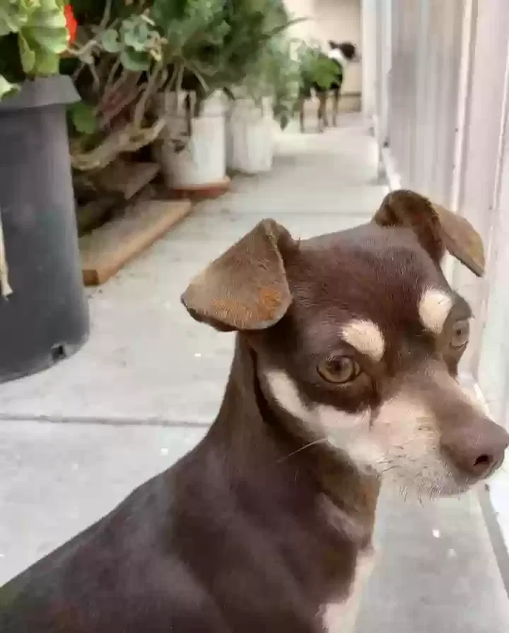 Lost dog in Los Angeles, CA, 90003