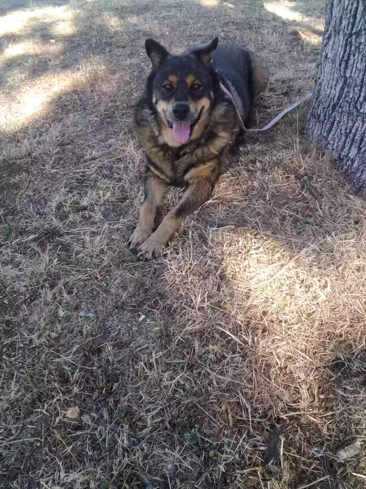 Found dog in Smartsville, CA, 95977
