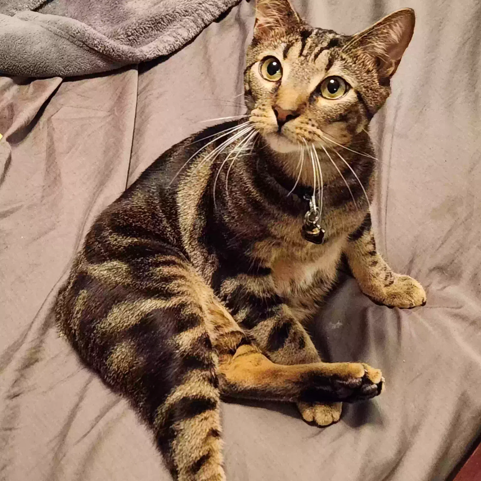 Lost cat in Madison, AL, 35758