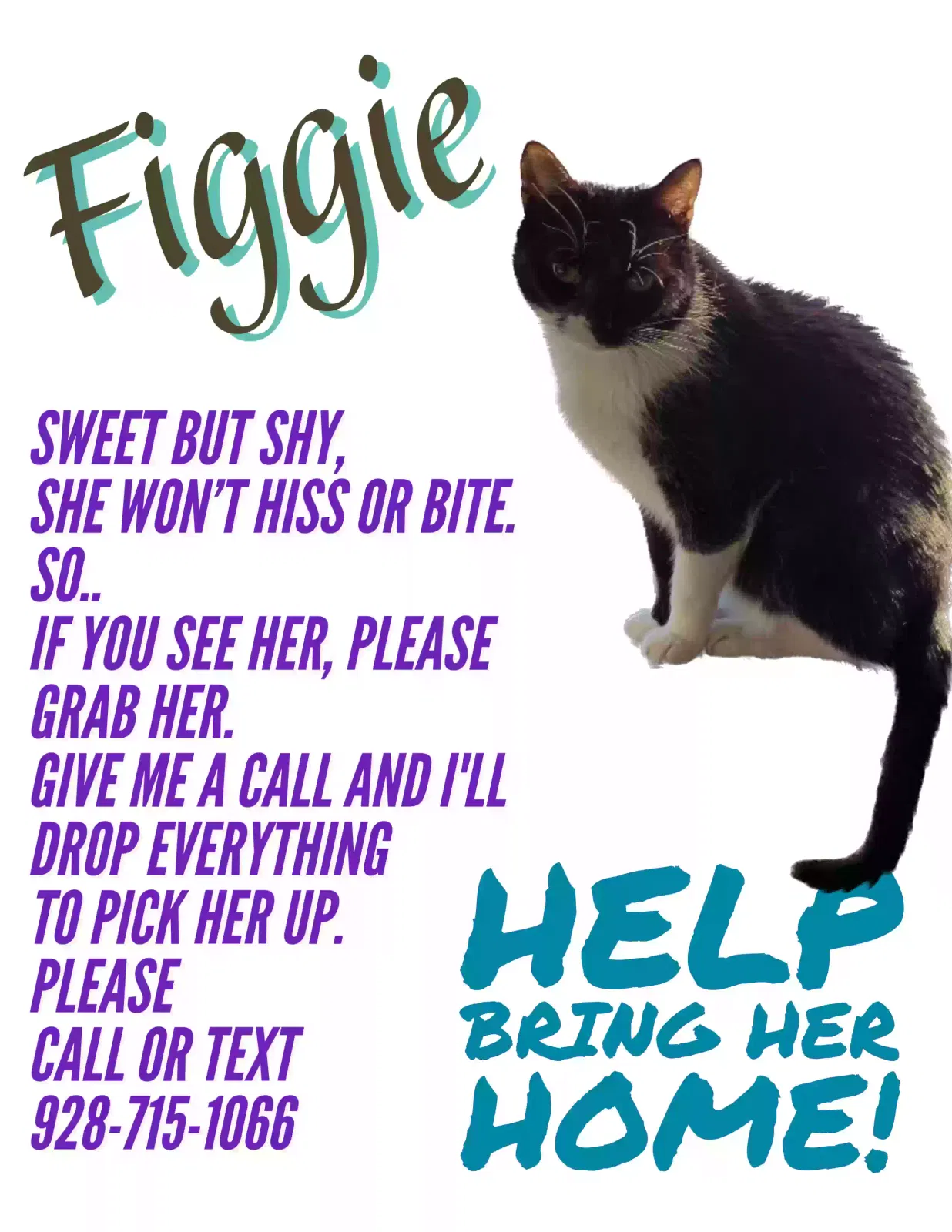 Lost cat in Litchfield Park, AZ, 85340