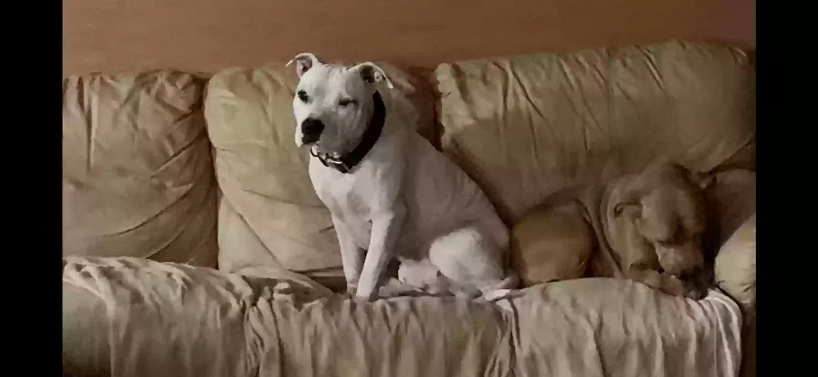 Lost dog in Covington, LA, 70435