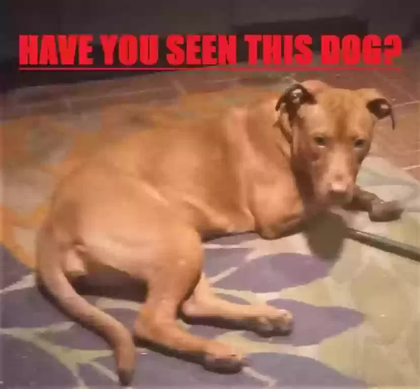 Lost dog in Tulsa, OK, 74107