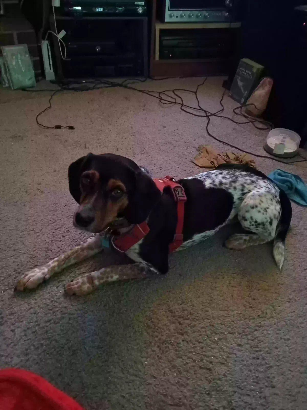 Lost dog in Smicksburg, PA, 16256
