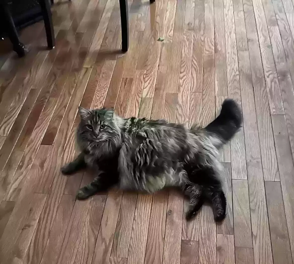 Lost cat in Montgomery Village, MD, 20886